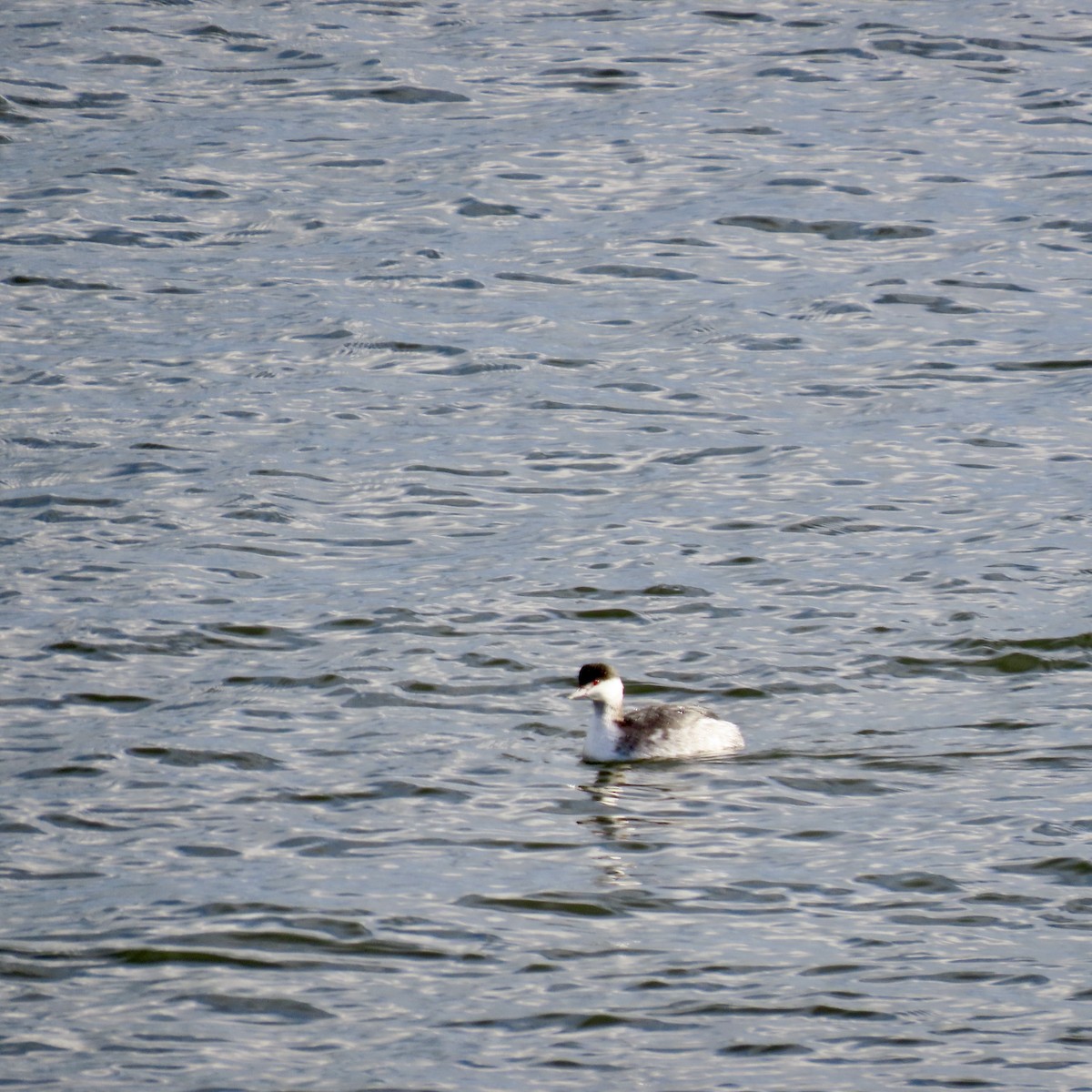 Horned Grebe - ML613093393