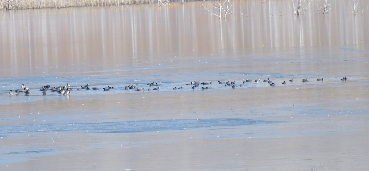 American Coot - ML613093451