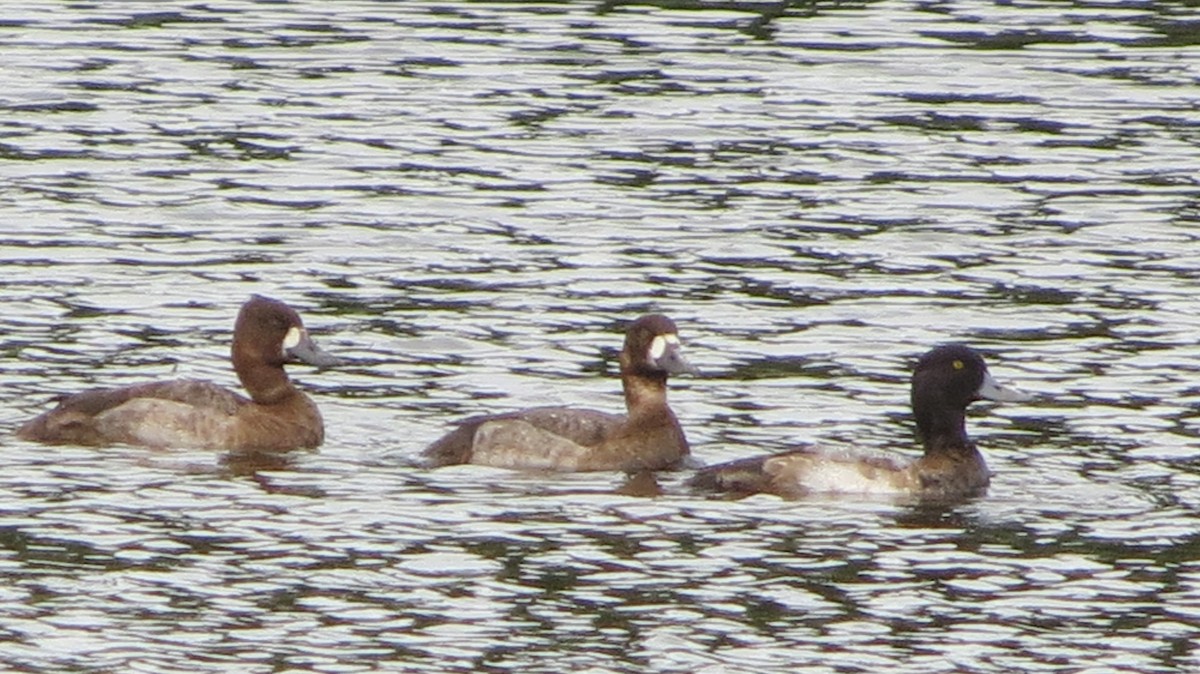 Lesser Scaup - Delvis Toledo