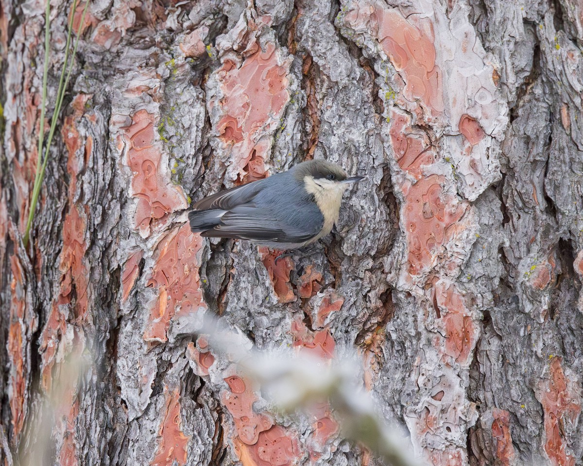 Pygmy Nuthatch - ML613093563