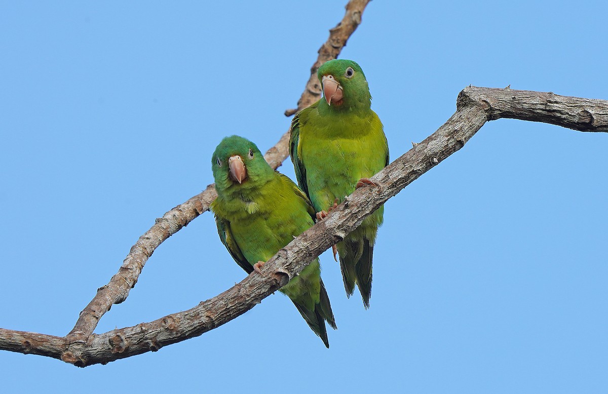 Orange-chinned Parakeet - ML613093568