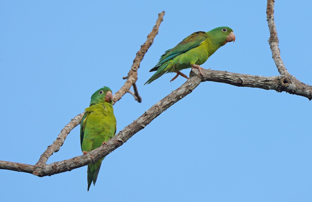 Orange-chinned Parakeet - ML613093569