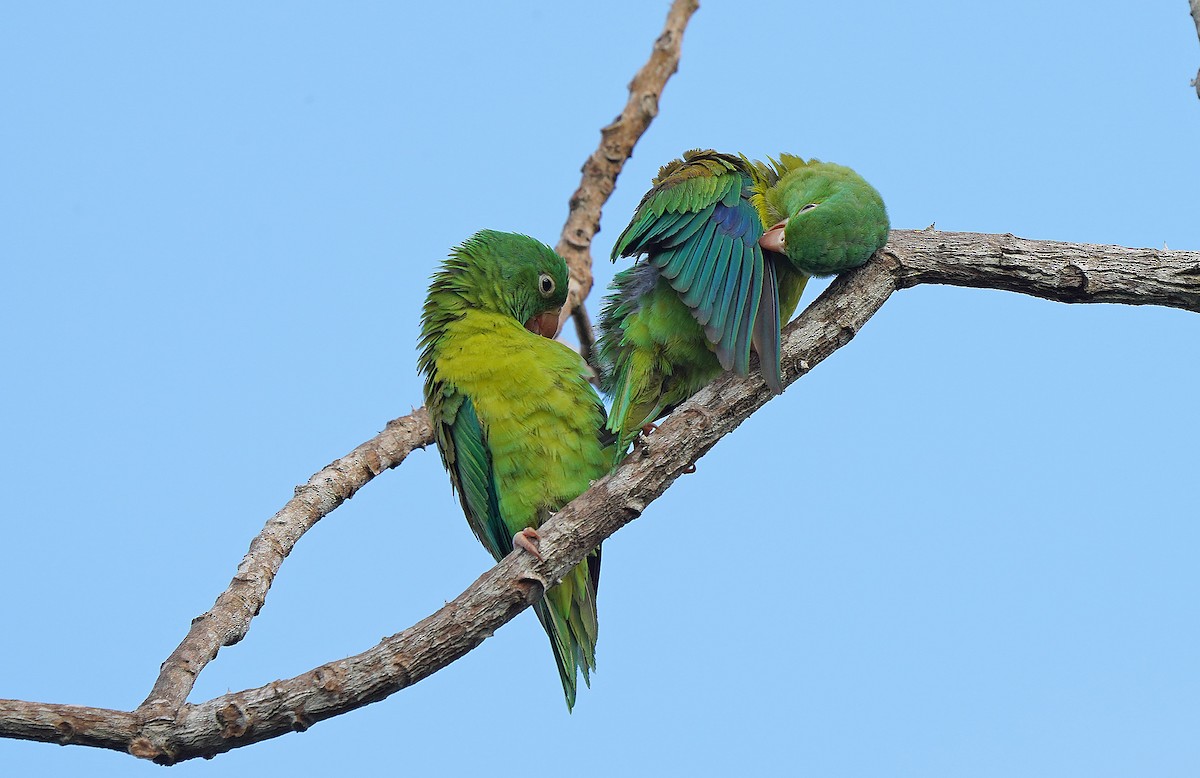 Orange-chinned Parakeet - ML613093571