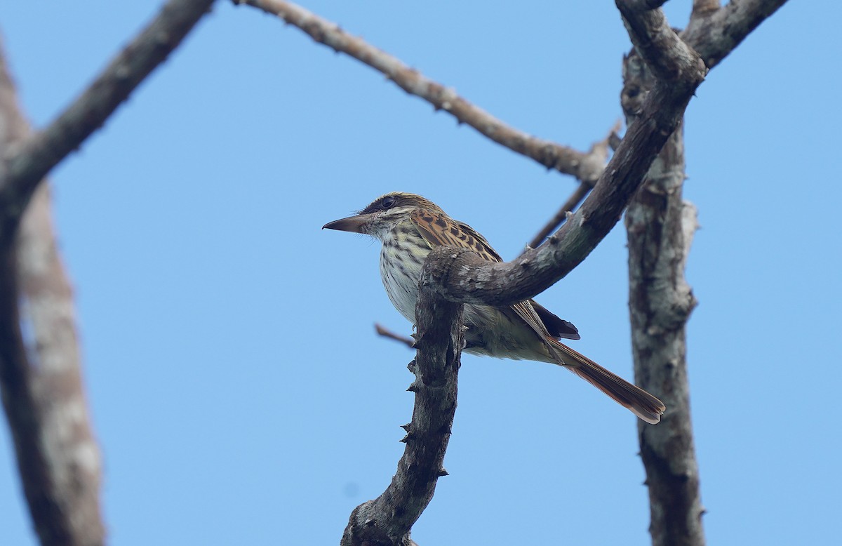 Streaked Flycatcher - ML613093581