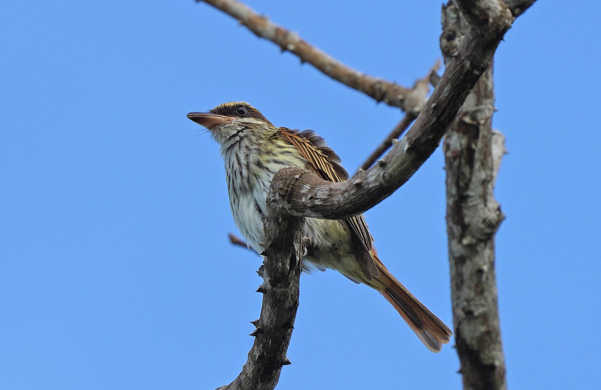 Streaked Flycatcher - ML613093583