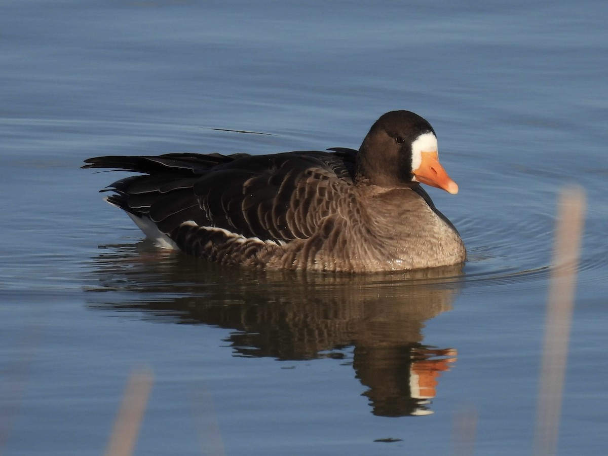 Greater White-fronted Goose (Greenland) - ML613093594