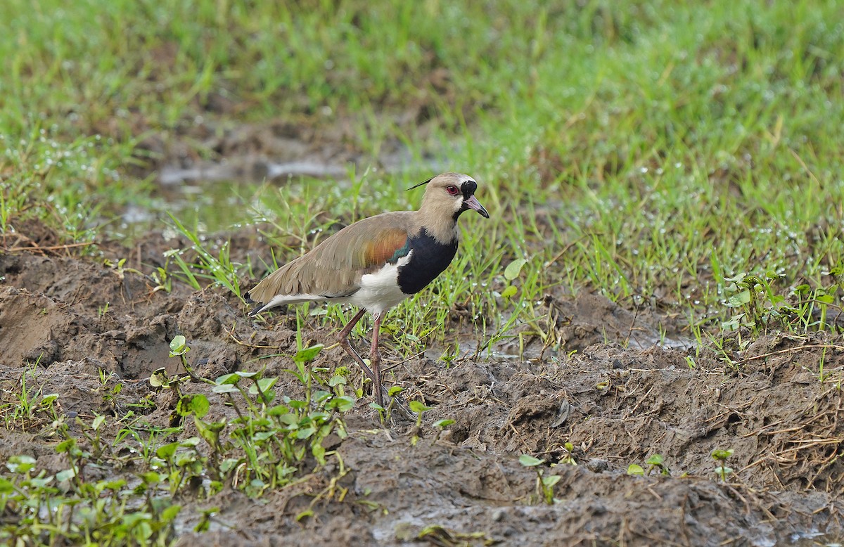 Southern Lapwing - ML613093601