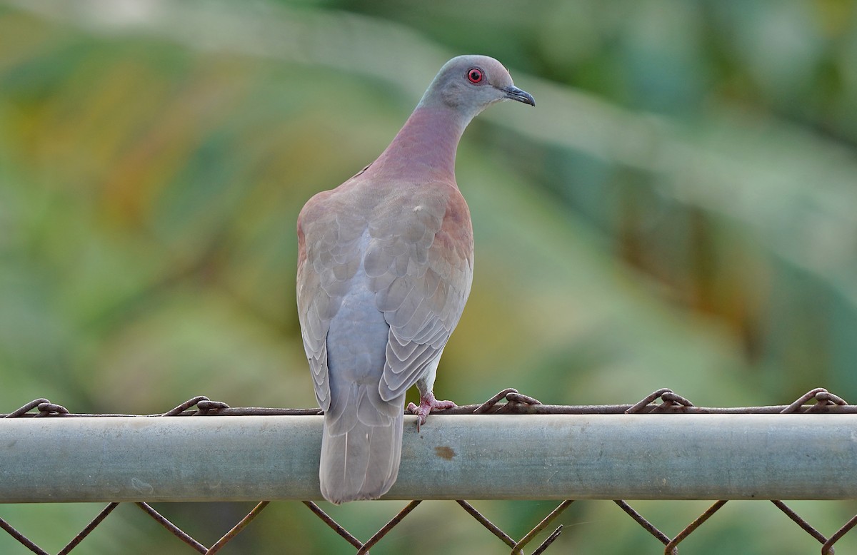 Pale-vented Pigeon - ML613093664