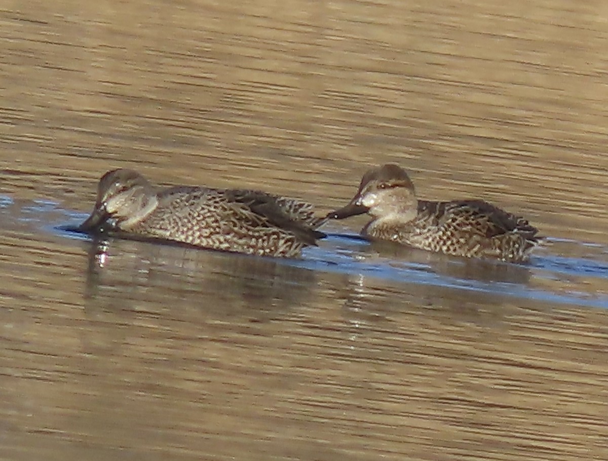 Green-winged Teal - ML613093672