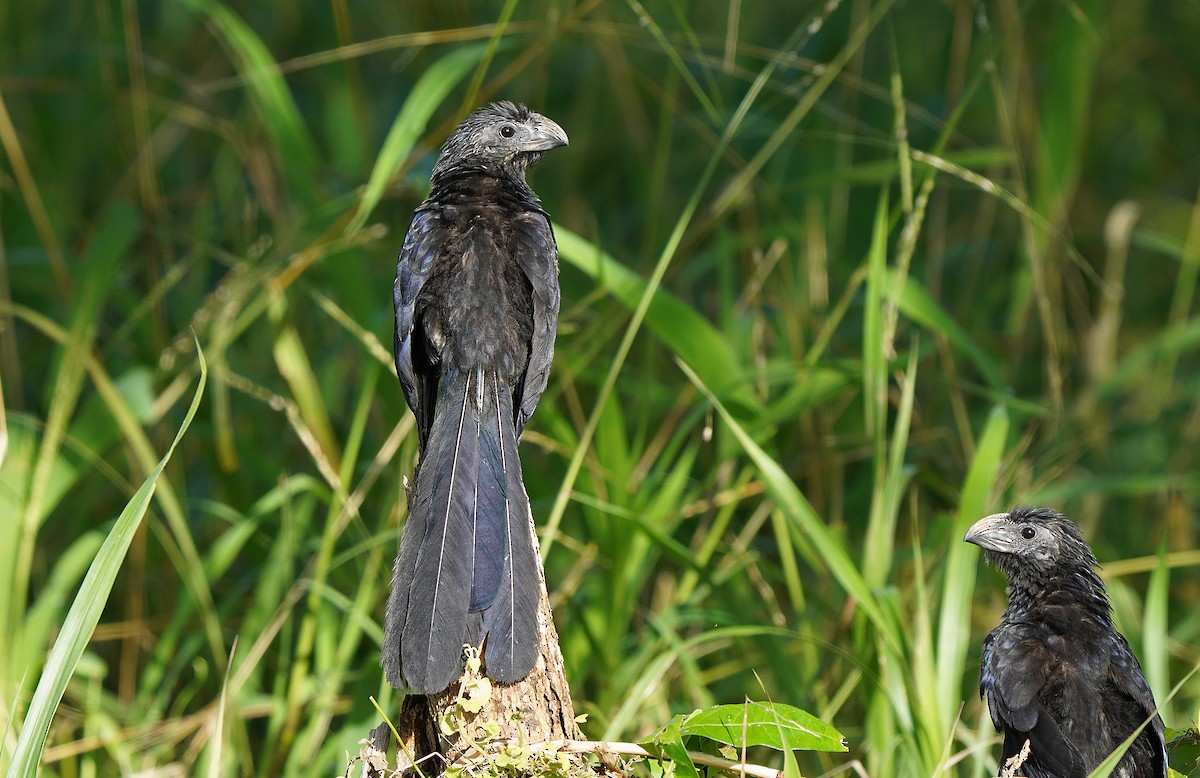 Groove-billed Ani - ML613093689