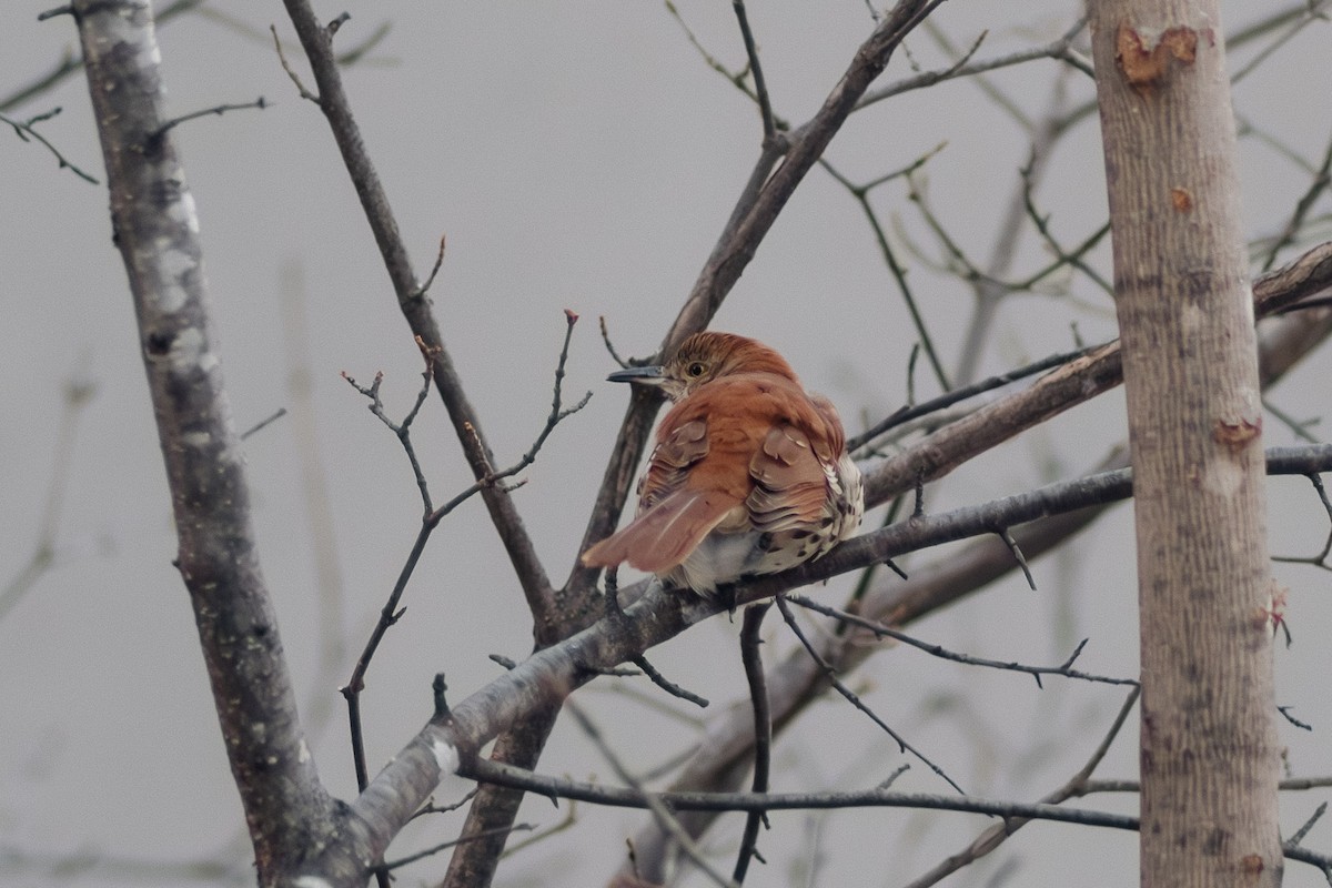 Brown Thrasher - ML613093691