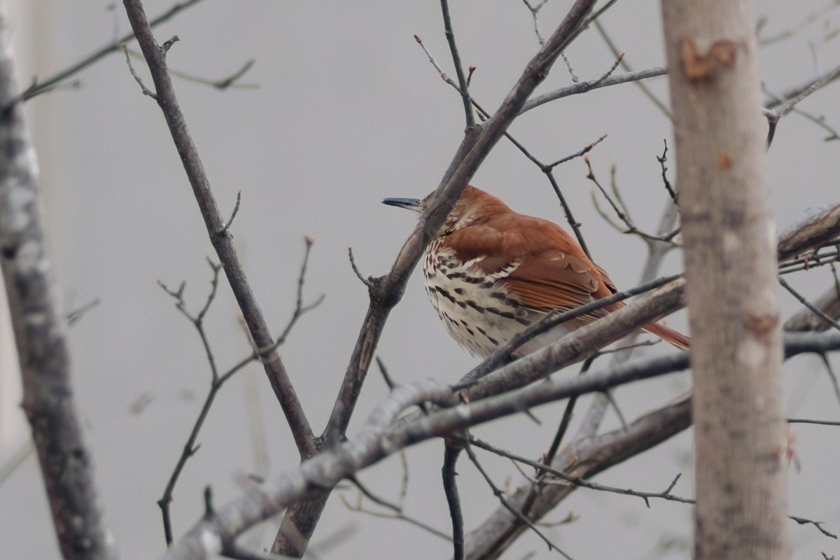 Brown Thrasher - ML613093692
