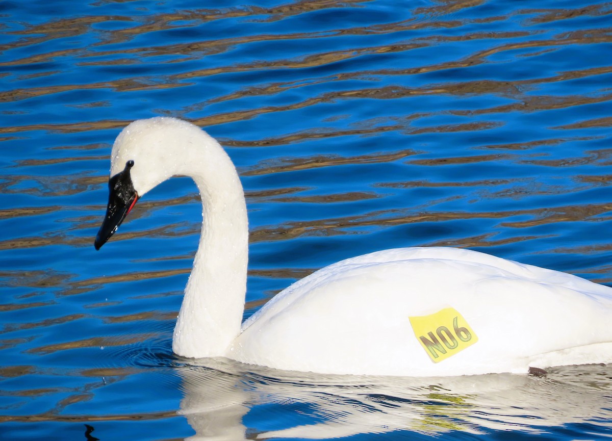 Trumpeter Swan - ML613093693