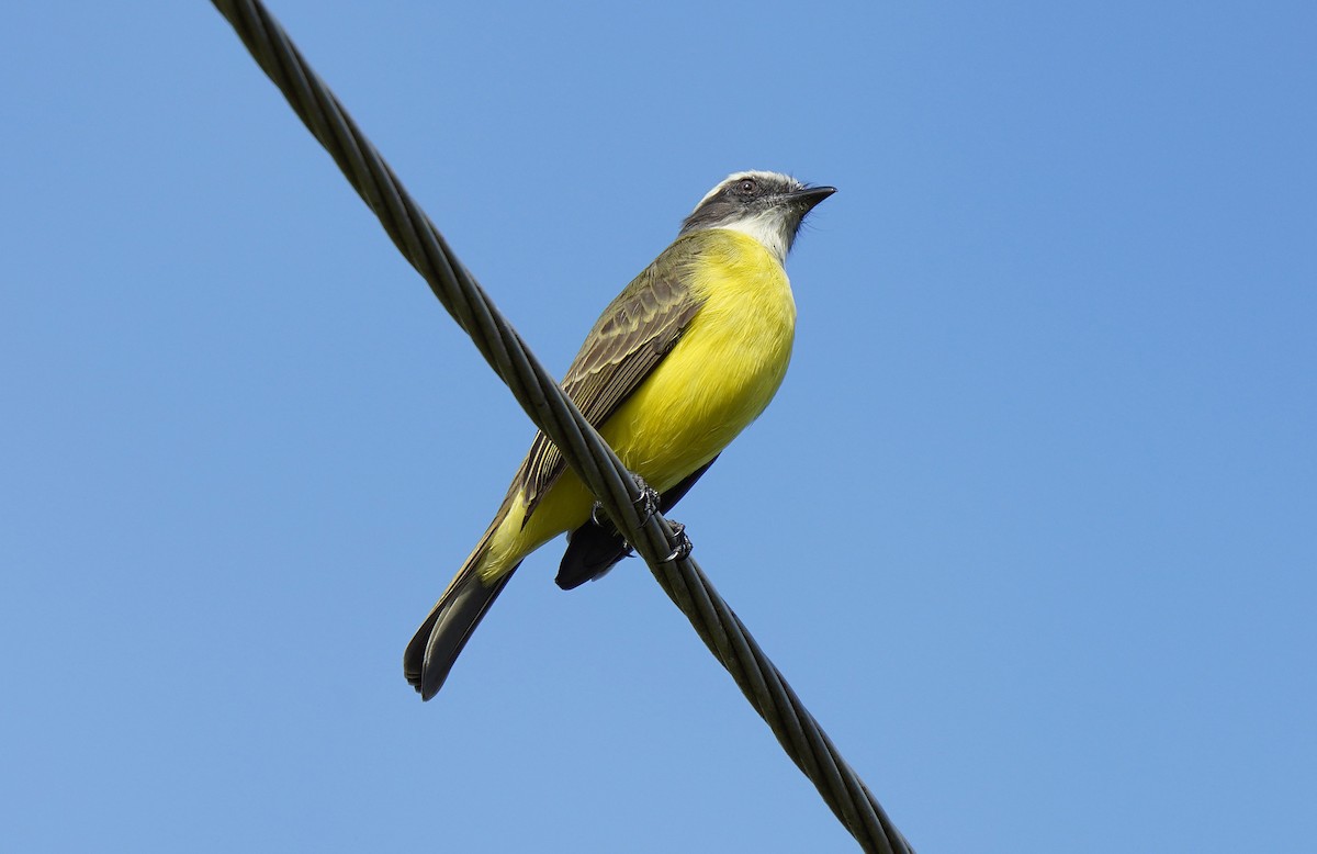 Social Flycatcher - ML613093703