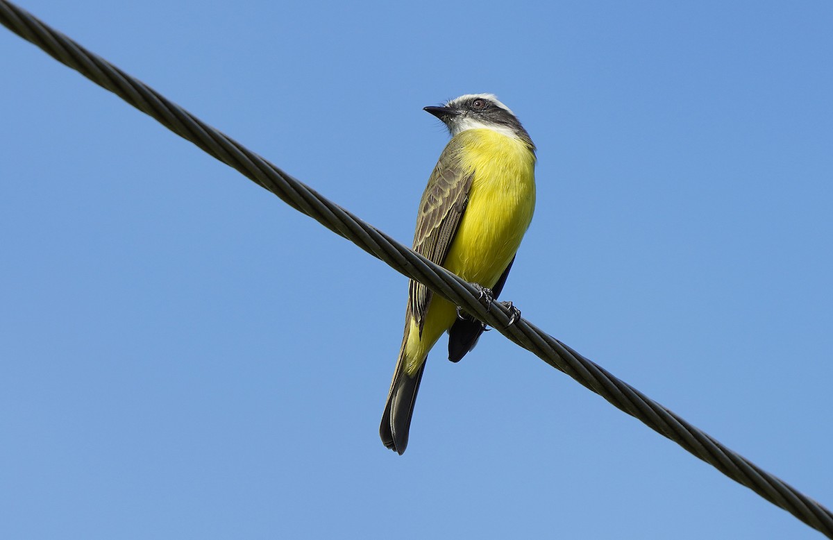 Social Flycatcher - ML613093704