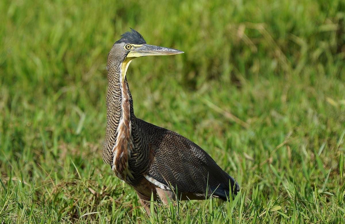 Bare-throated Tiger-Heron - ML613093756