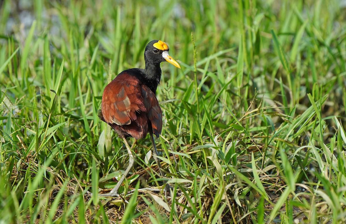 Northern Jacana - ML613093772