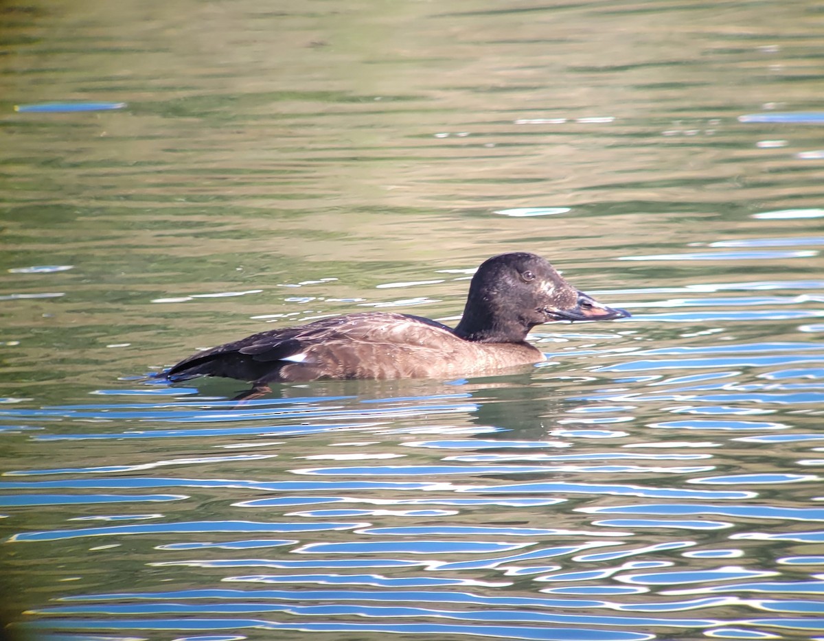 White-winged Scoter - Donald Pendleton