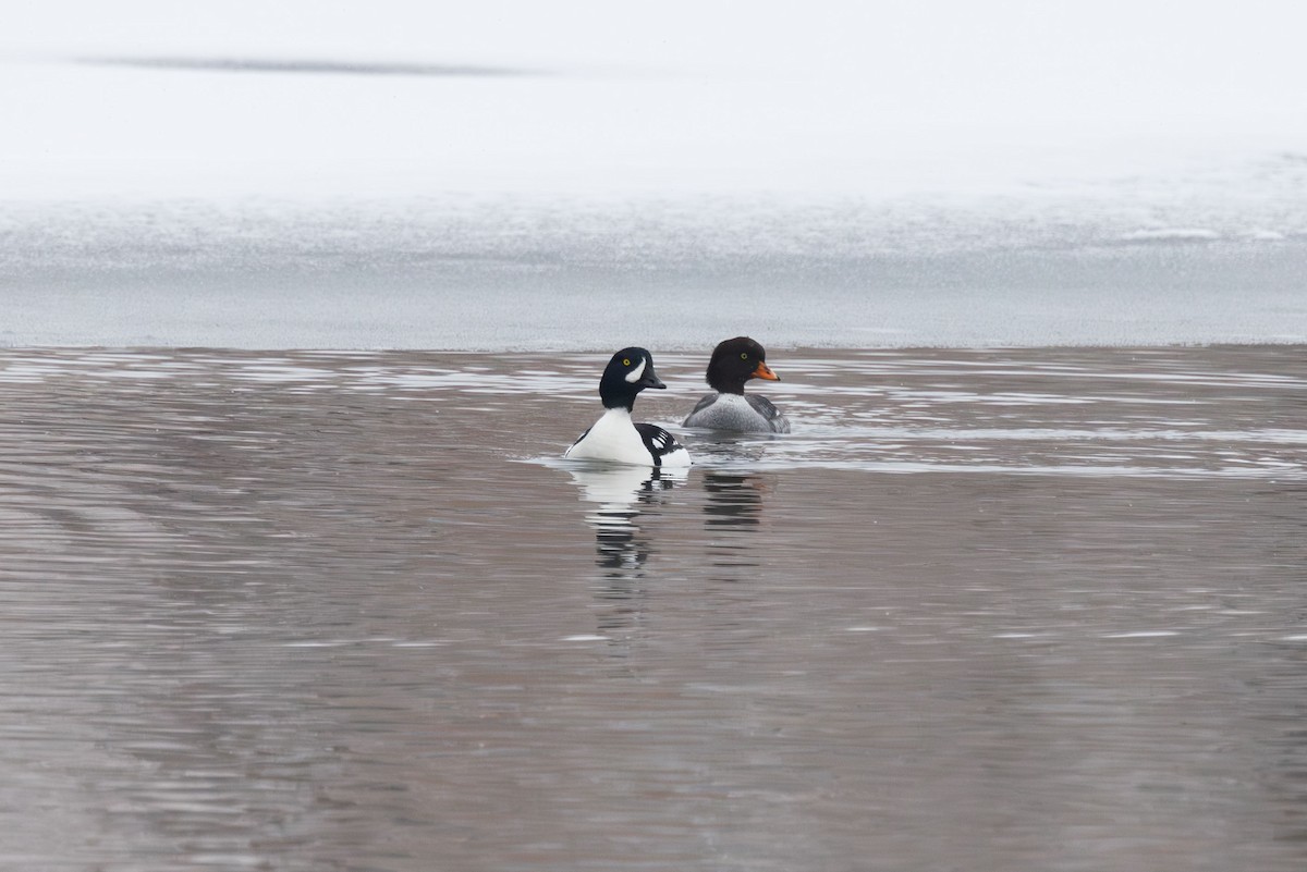 Barrow's Goldeneye - Elliott Ress