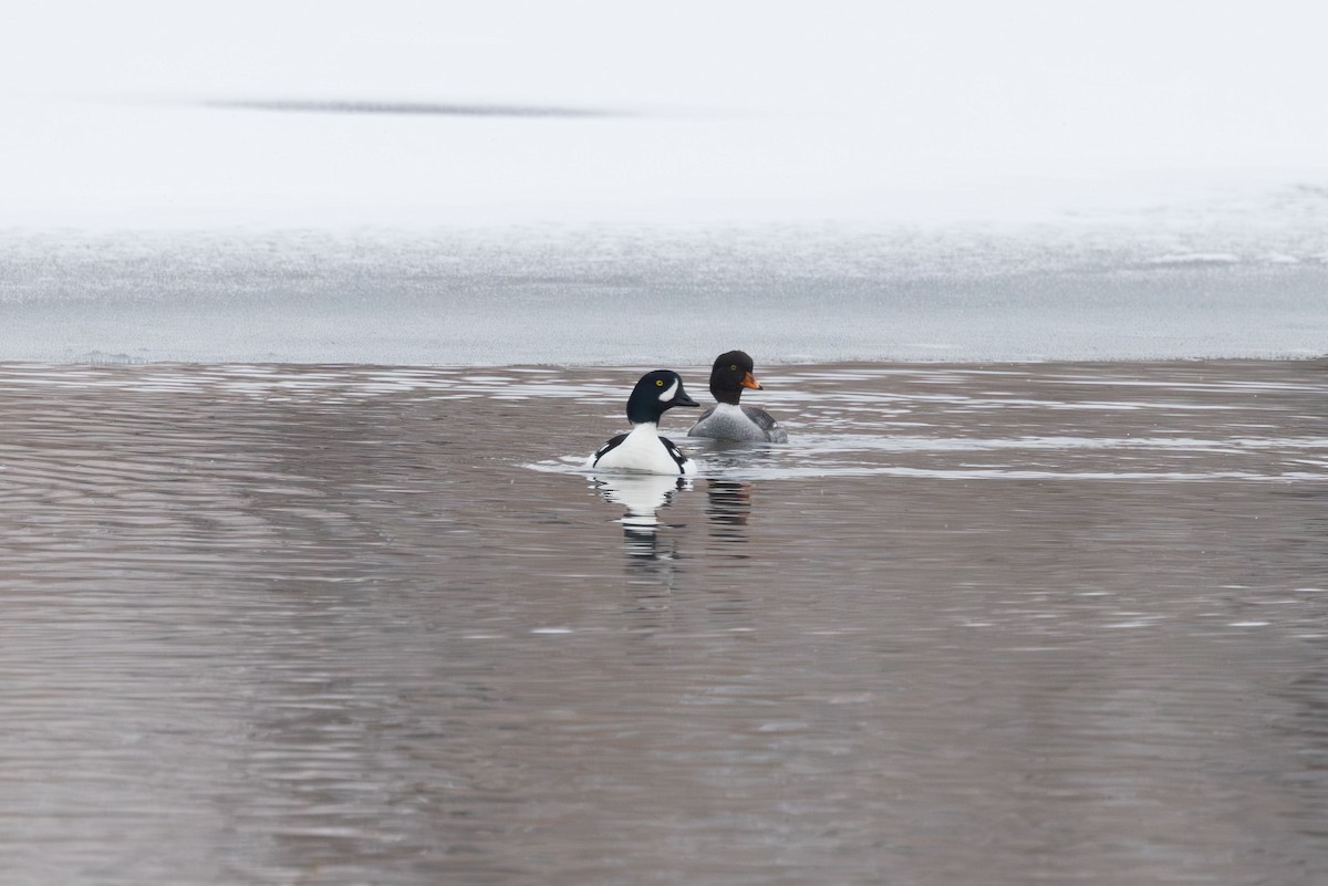 Barrow's Goldeneye - Elliott Ress