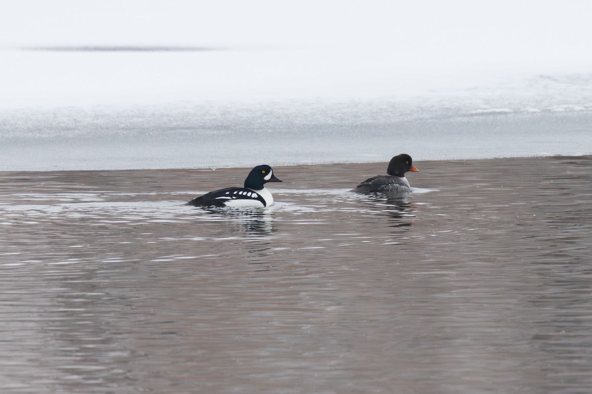 Barrow's Goldeneye - Elliott Ress