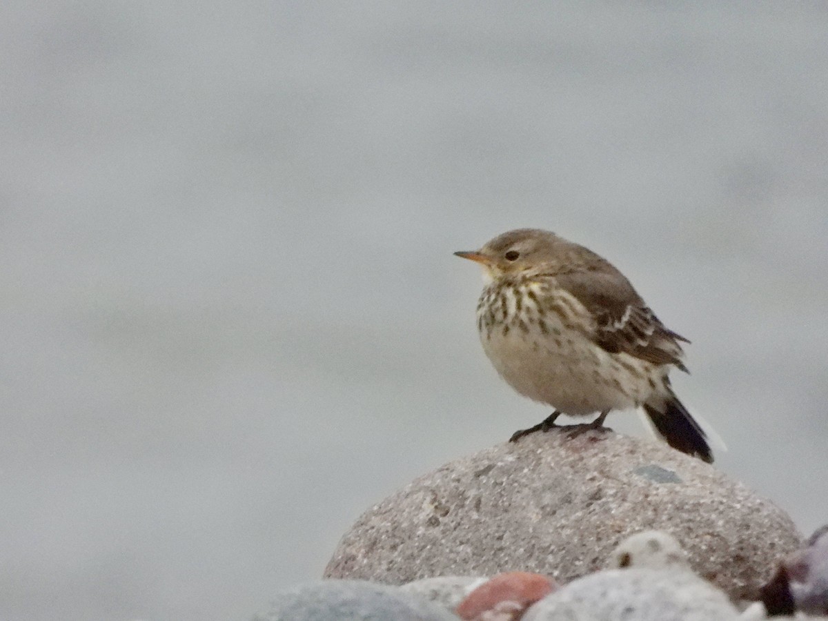 American Pipit - ML613093892