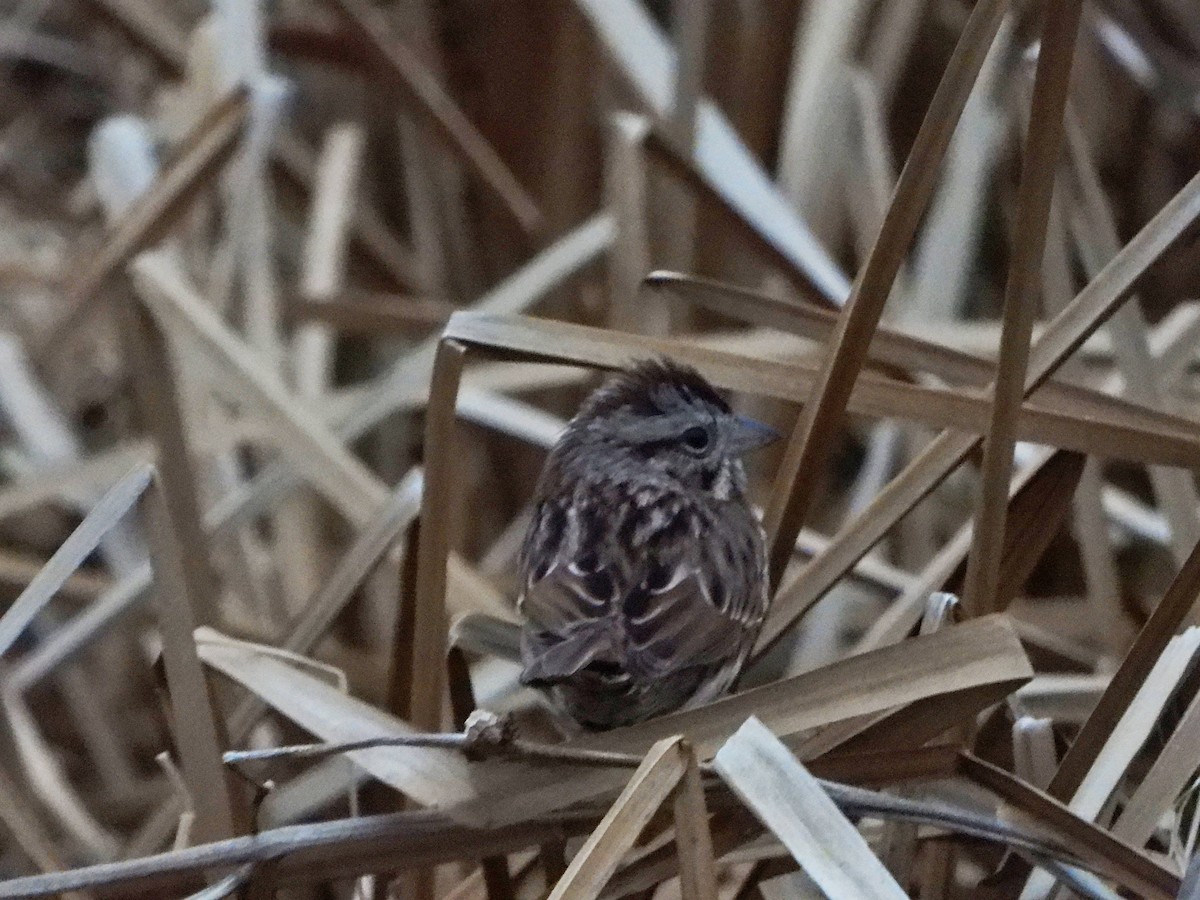 Song Sparrow - ML613093901