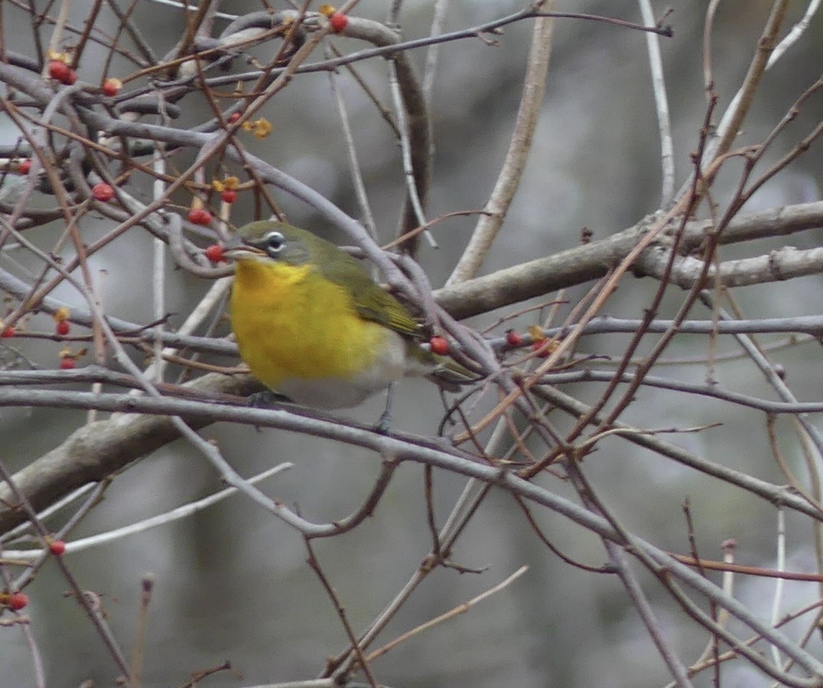 Yellow-breasted Chat - ML613093917