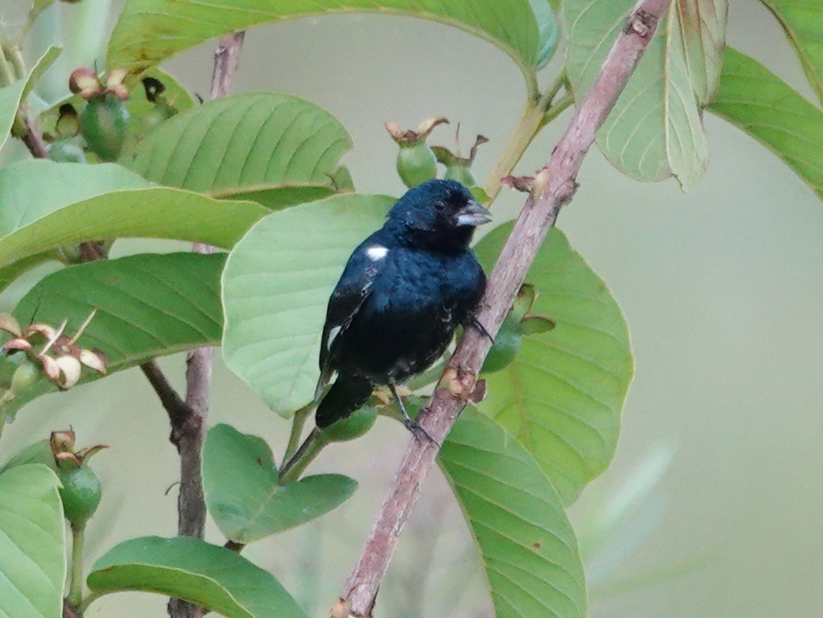 Blue-black Grassquit - ML613093919