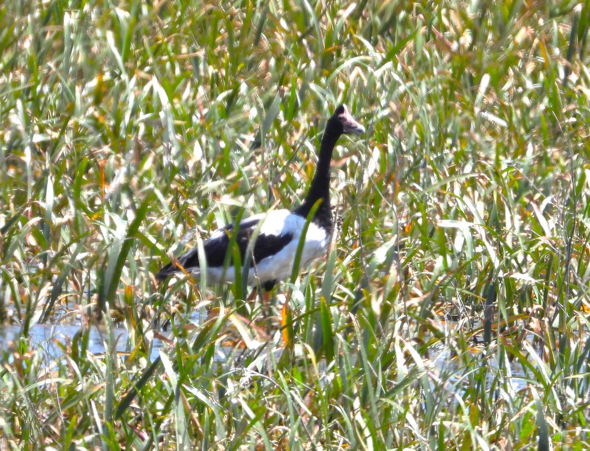 Magpie Goose - Gordon Rich