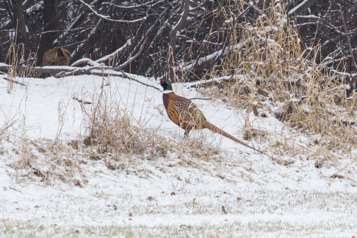 Ring-necked Pheasant - ML613094047