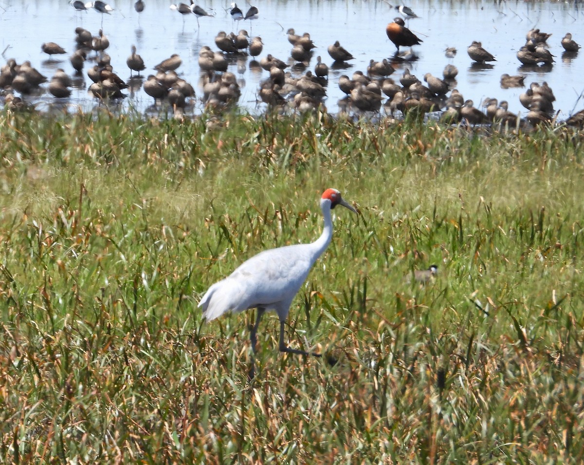 Grue brolga - ML613094051