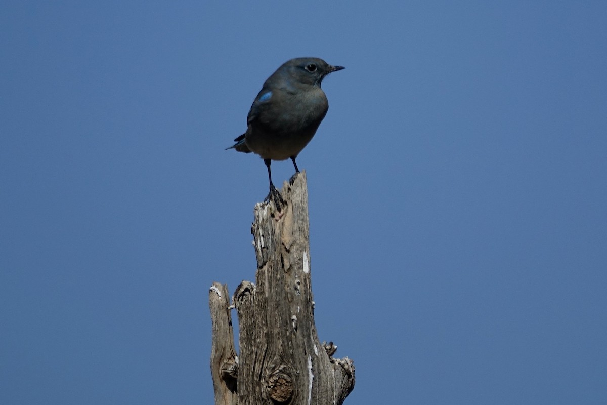 Mountain Bluebird - ML613094096