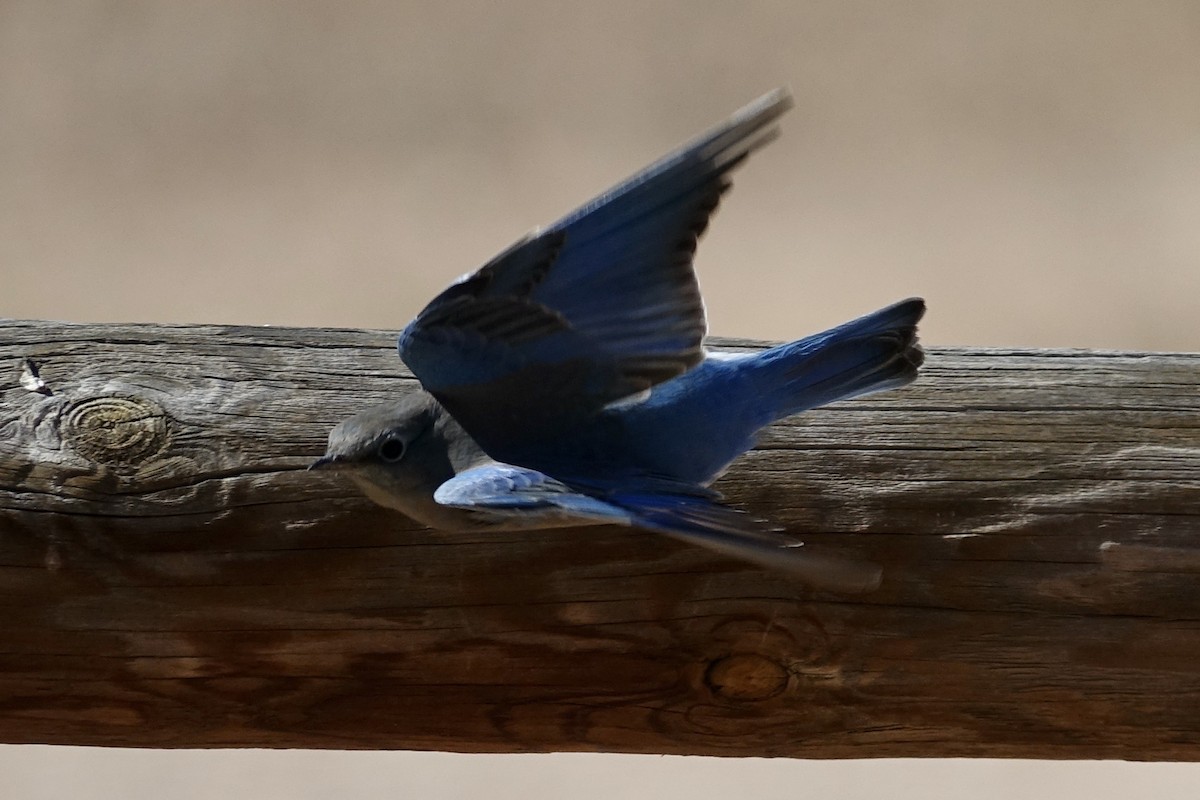 Mountain Bluebird - Dave Williams