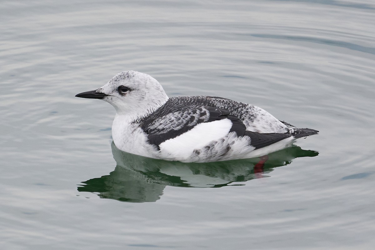 Black Guillemot - ML613094183