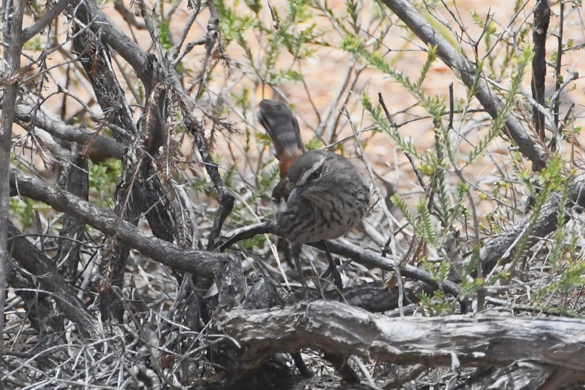 Shy Heathwren - ML613094199