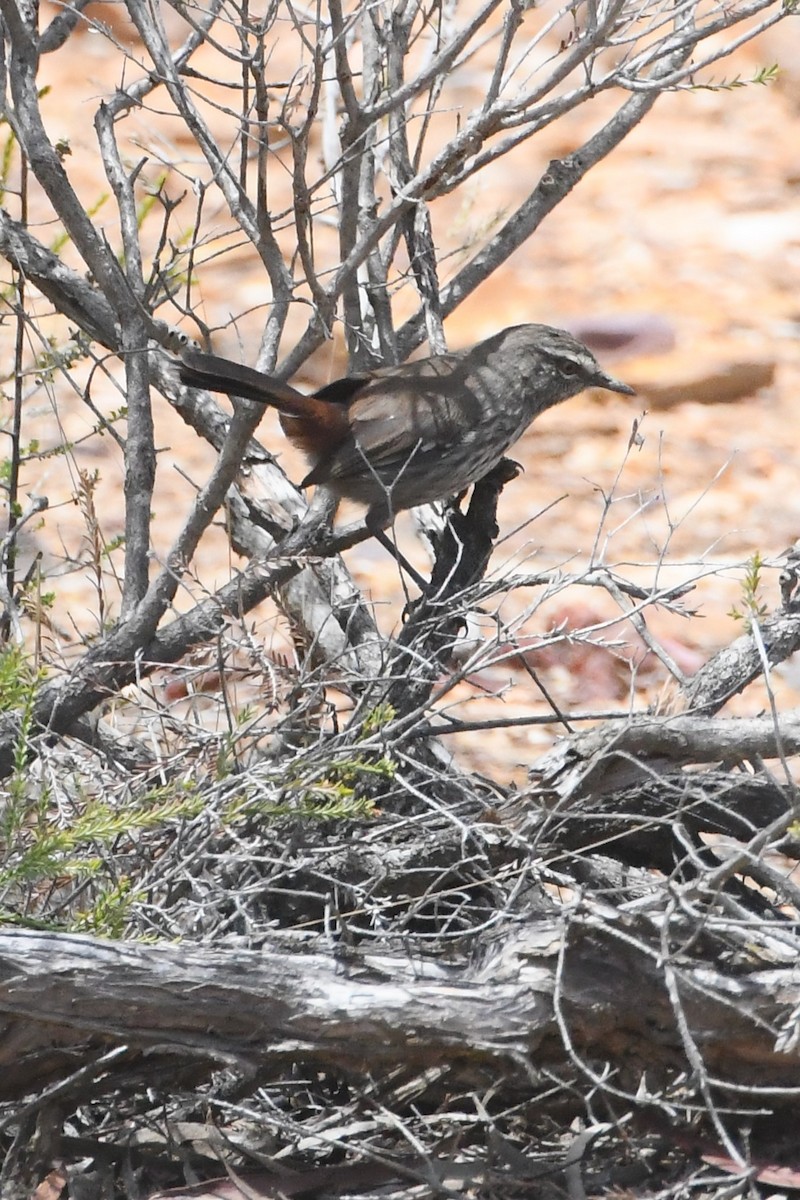 Shy Heathwren - ML613094211