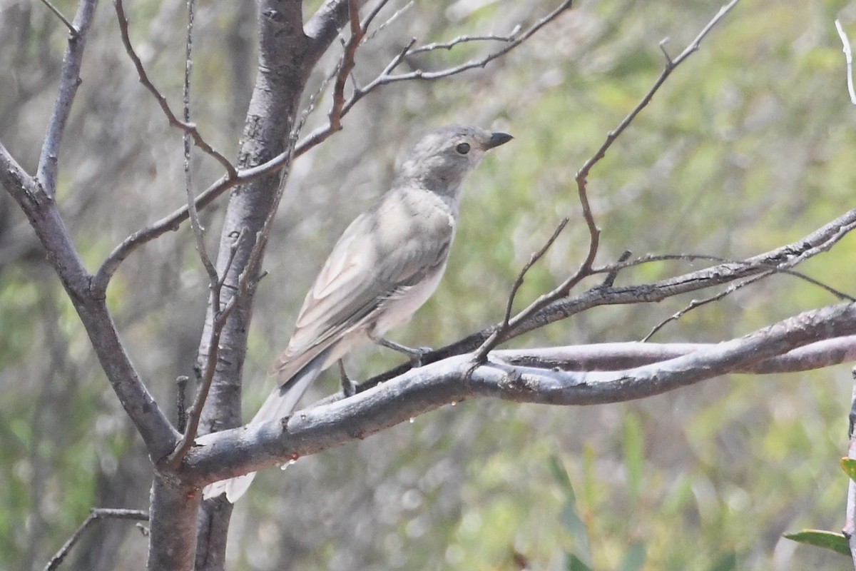 Gray Shrikethrush - ML613094277