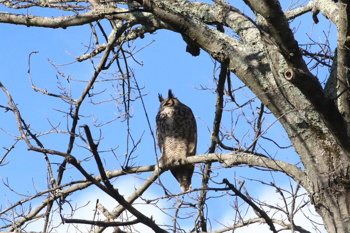 Great Horned Owl - Emily Rottino