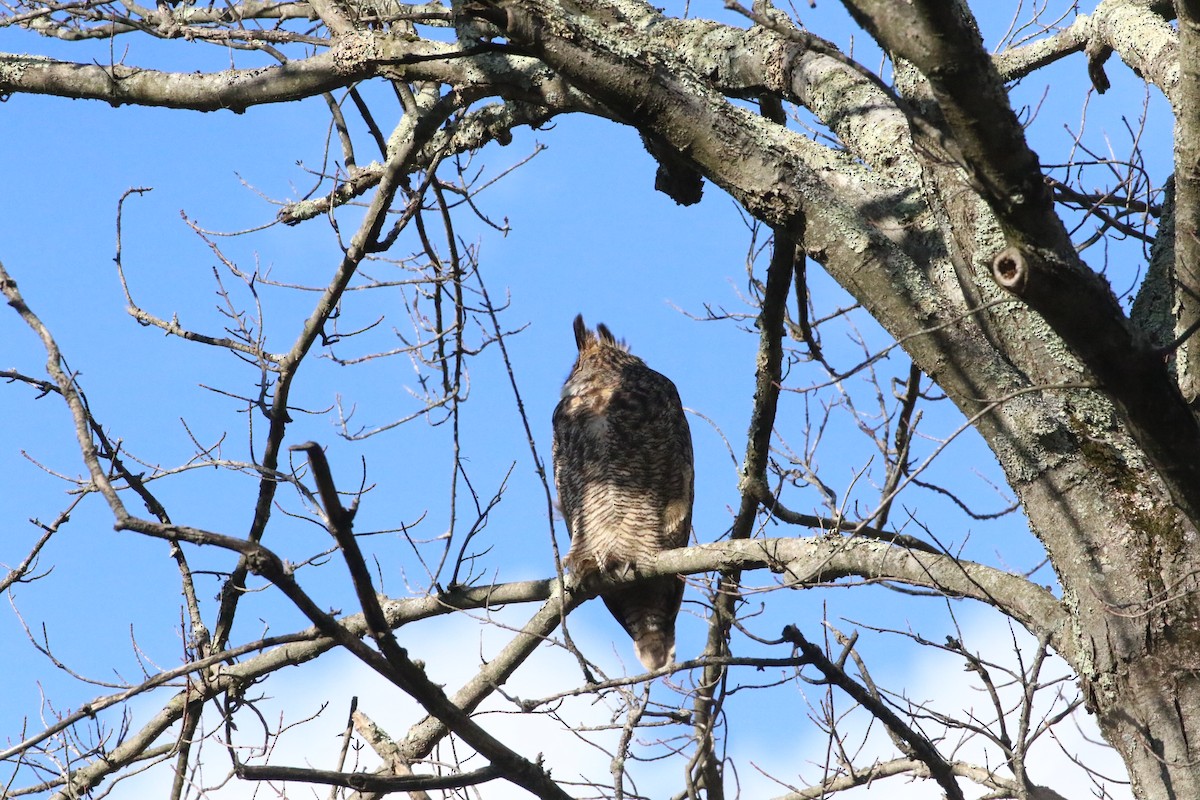 Great Horned Owl - ML613094307