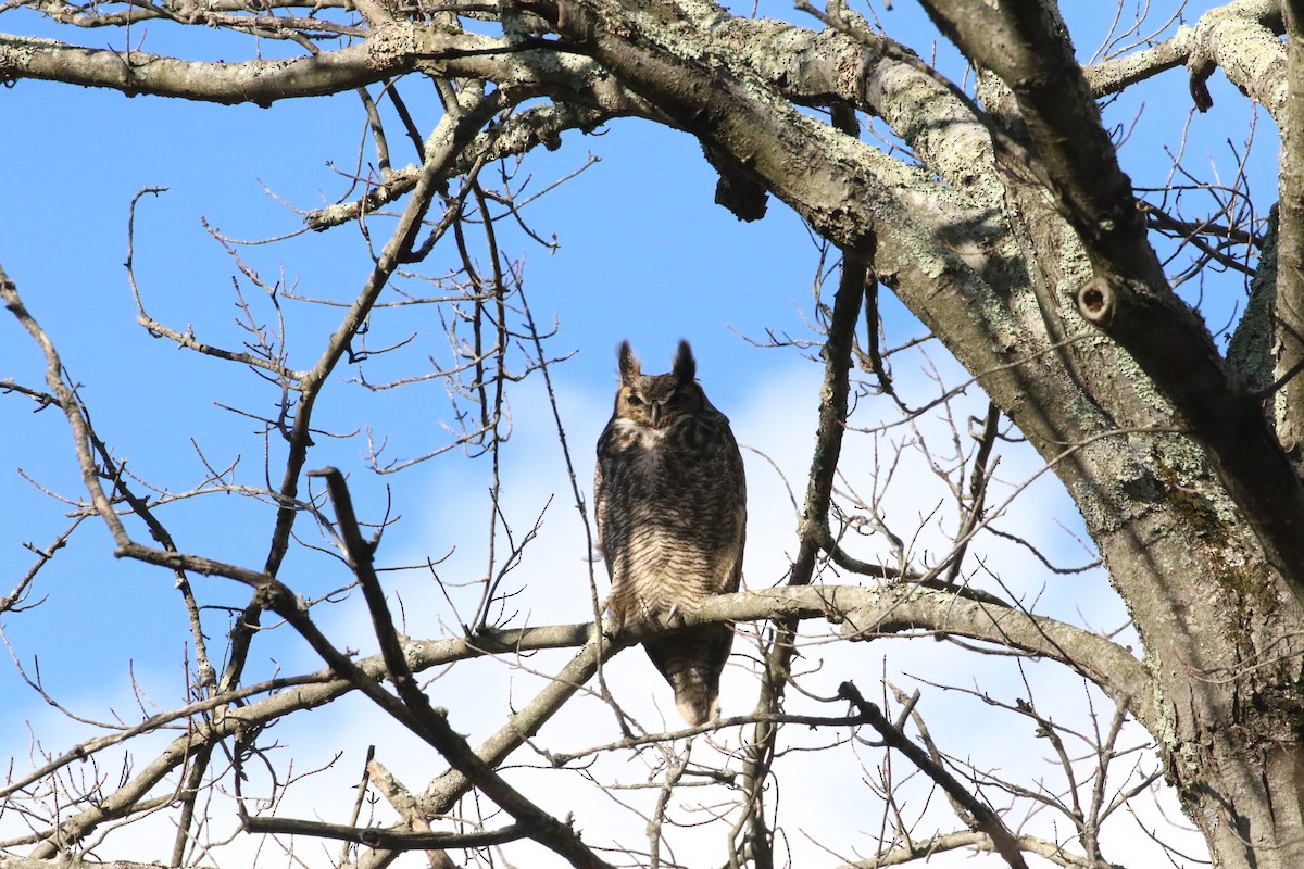 Great Horned Owl - ML613094308