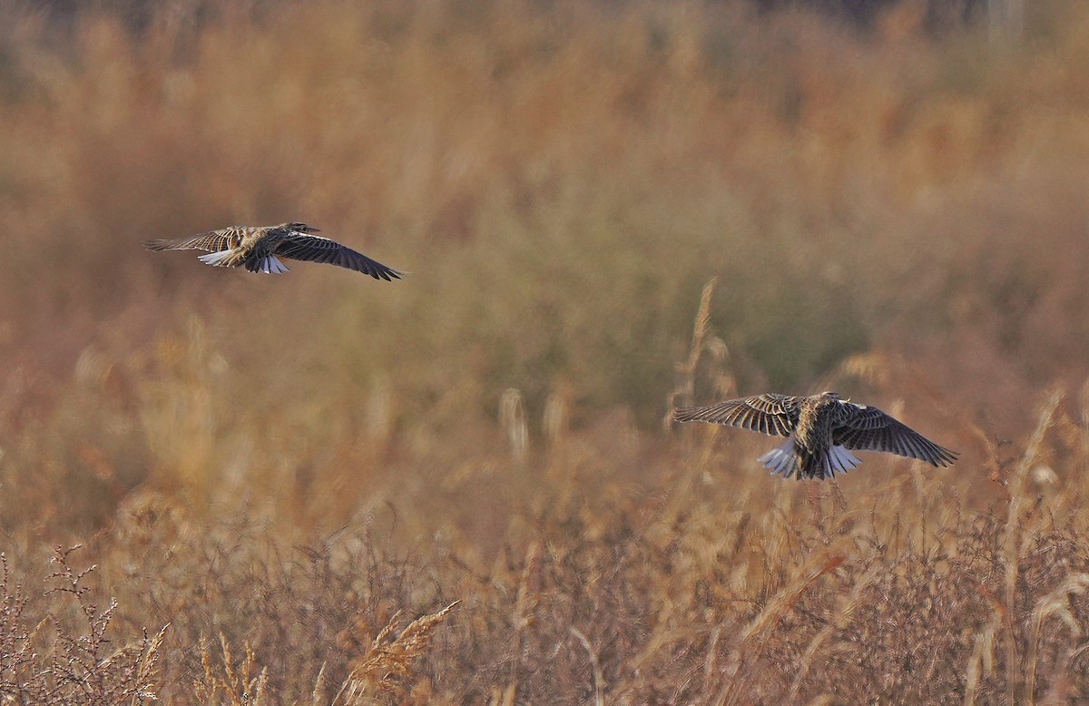 Western Meadowlark - Tim Avery