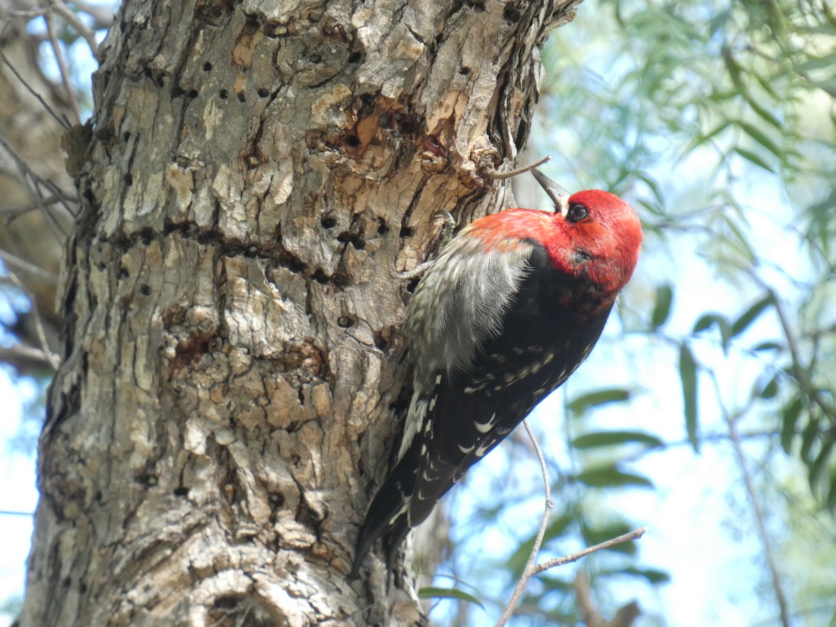 Red-breasted Sapsucker (ruber) - Lukas Le Grice