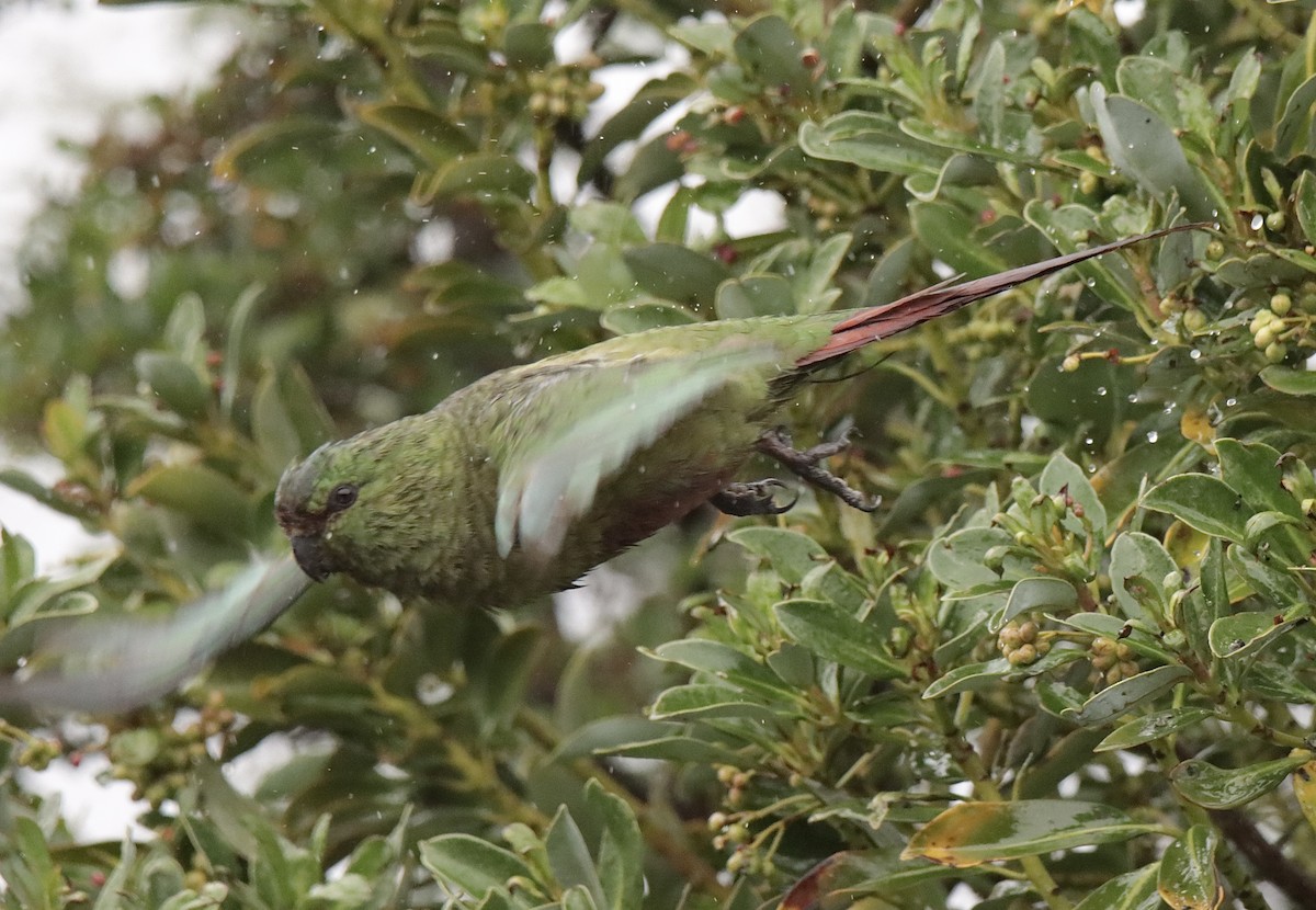 Austral Parakeet - ML613094423