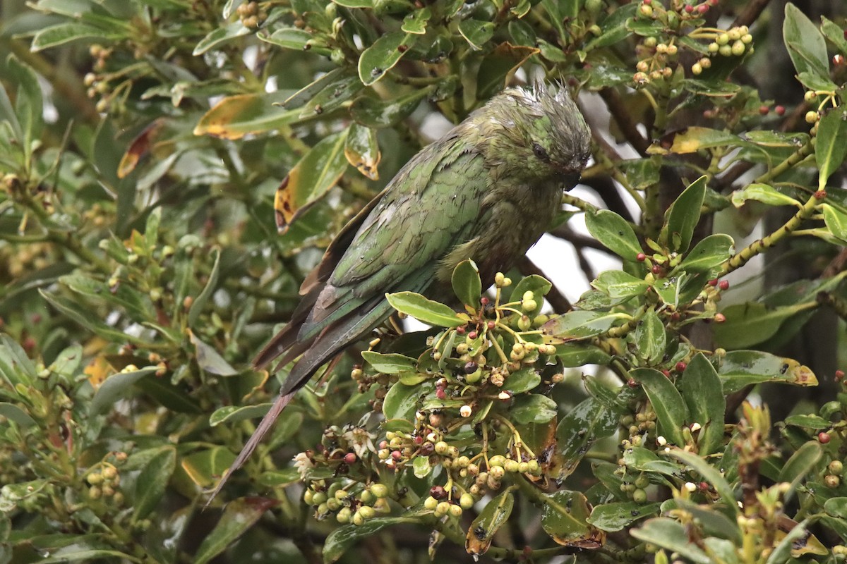 Austral Parakeet - ML613094424