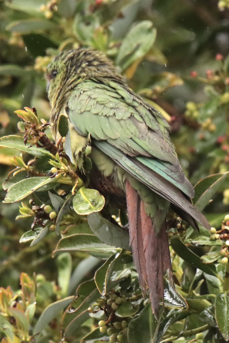 Austral Parakeet - ML613094428