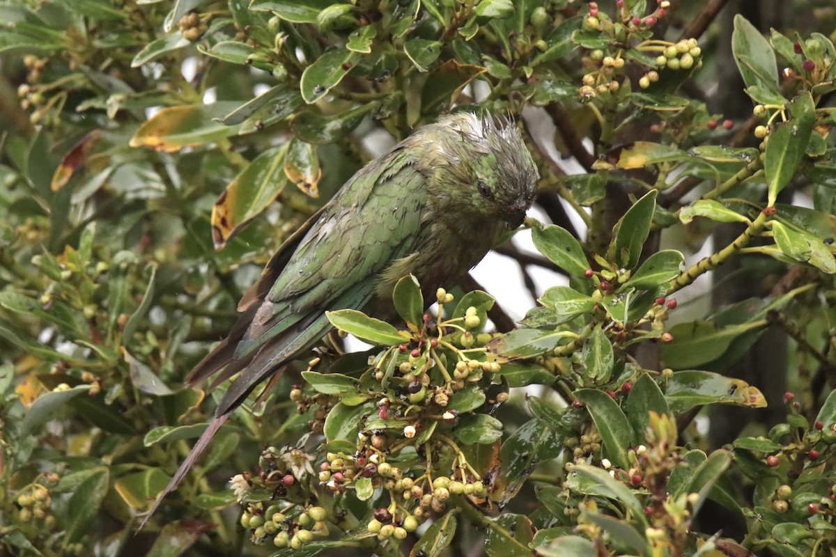 Austral Parakeet - ML613094429