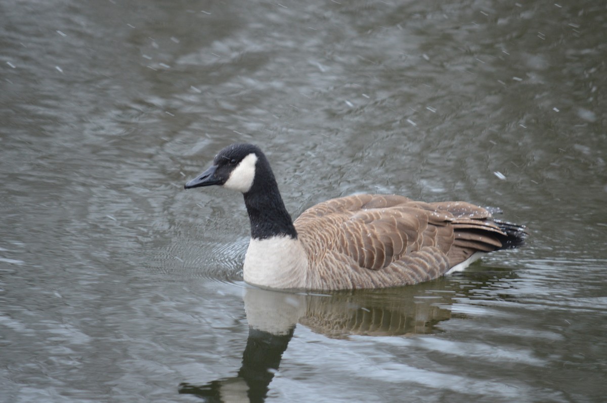 Canada Goose - ML613094548