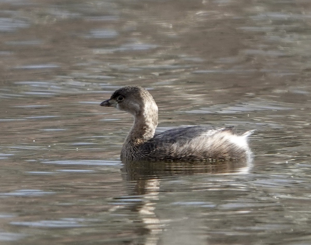 Pied-billed Grebe - ML613094552