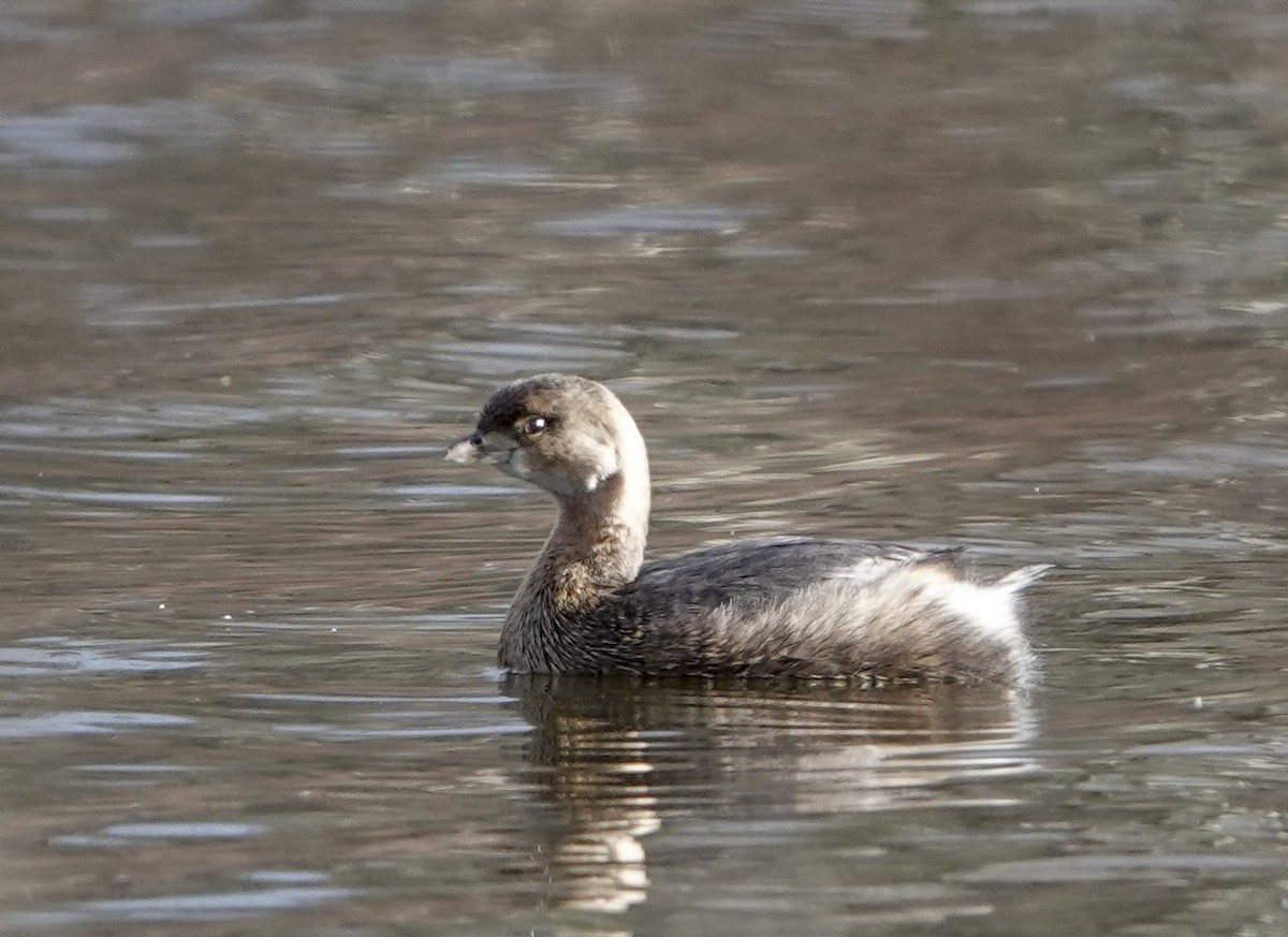 Pied-billed Grebe - ML613094553